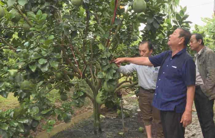 Khuyến nông - Ứng dụng các tiến bộ kĩ thuật để quản lí dịch hại trên vườn cây ăn trái (20-10-2020)